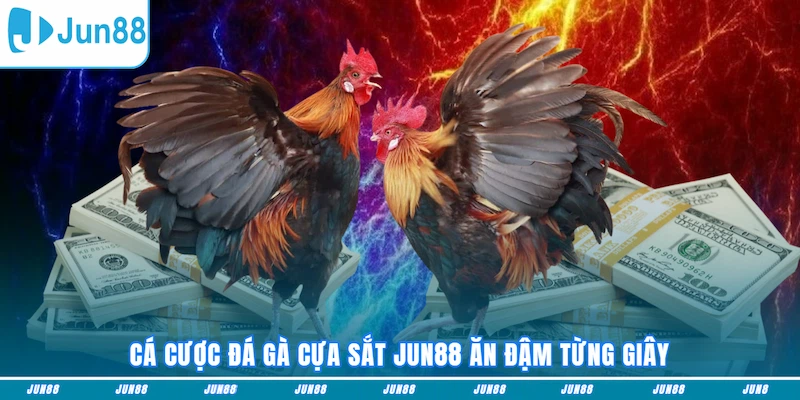 Cá cược đá gà cựa sắt JUN88 ăn đậm từng giây