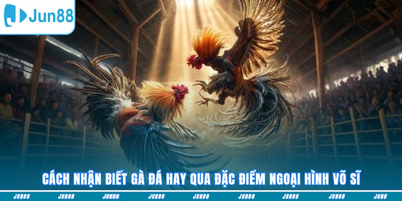 Cách nhận biết gà đá hay qua đặc điểm ngoại hình võ sĩ